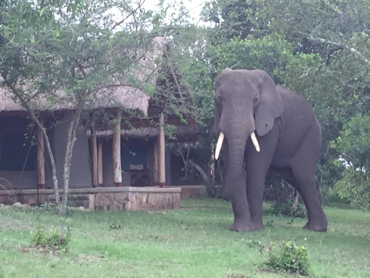 Queen Elizabeth Bush Lodge By Nature Lodges Ltd Katunguru Extérieur photo